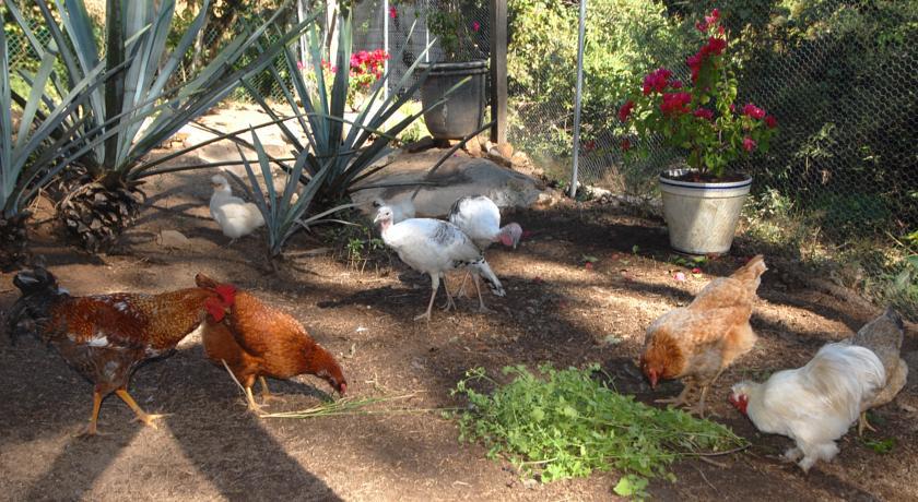Villa Azalea Inn & Organic Farm JALISCO エクステリア 写真